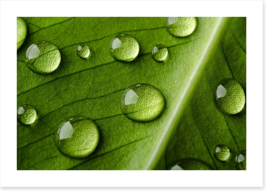 Leaves