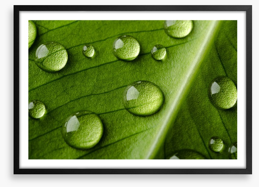 Leaves