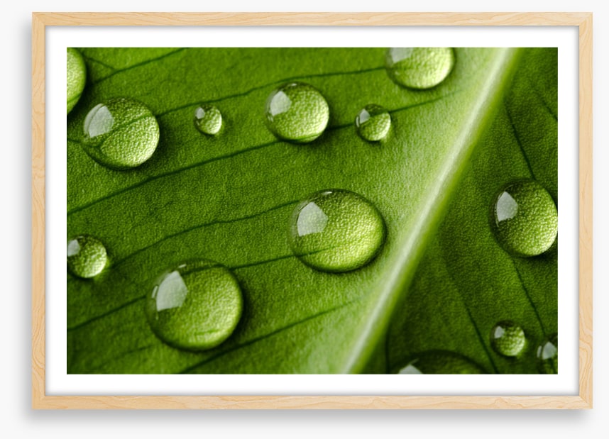 Leaves