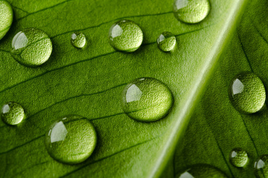 Leaves