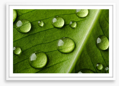 Leaves