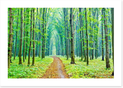 Vibrant spring in the forest