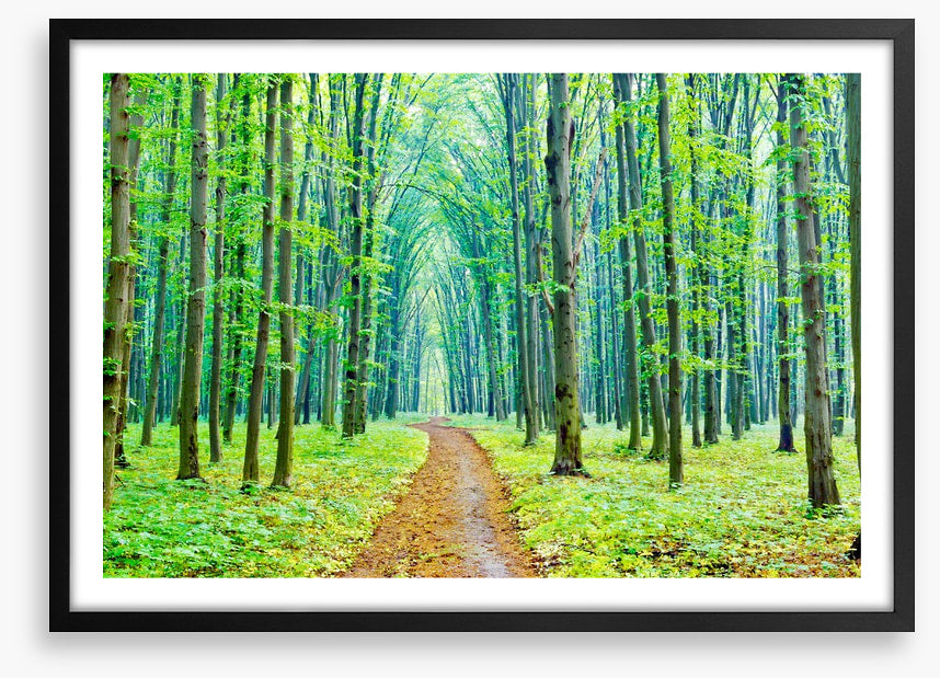 Vibrant spring in the forest