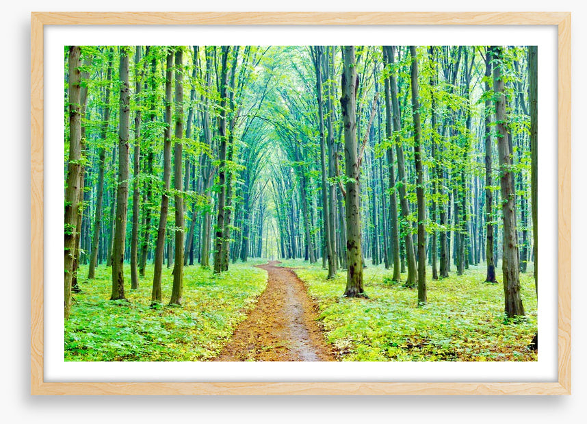 Vibrant spring in the forest