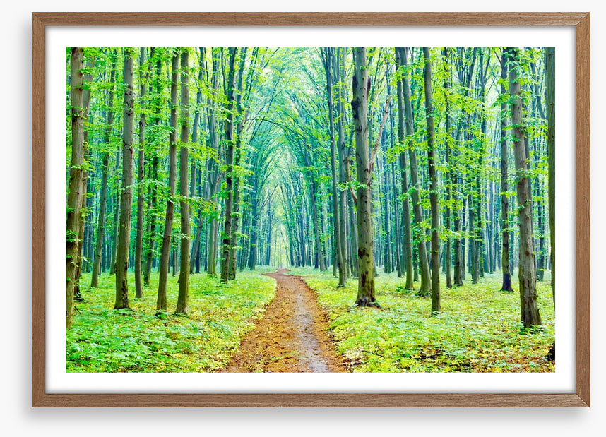 Vibrant spring in the forest
