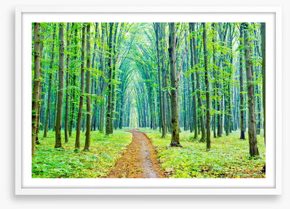 Vibrant spring in the forest