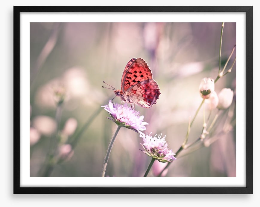 Fluttering on the wildflower