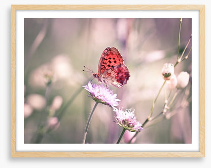 Fluttering on the wildflower