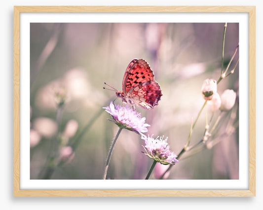 Fluttering on the wildflower