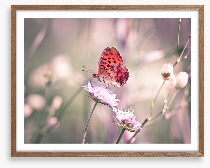Fluttering on the wildflower