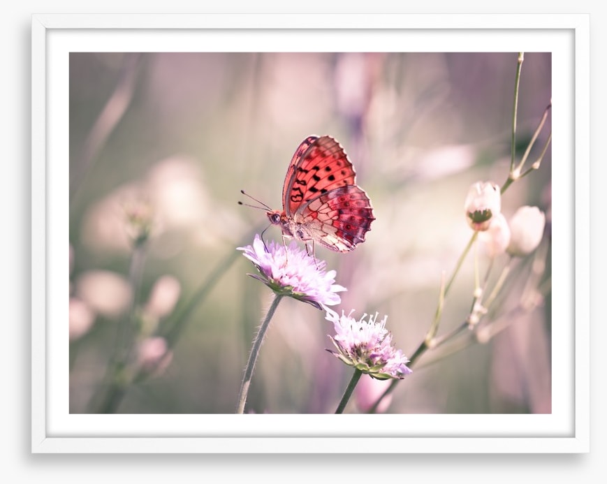 Fluttering on the wildflower