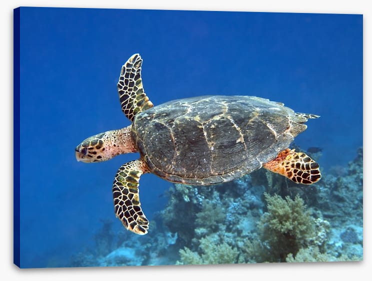 Reptiles / Amphibian