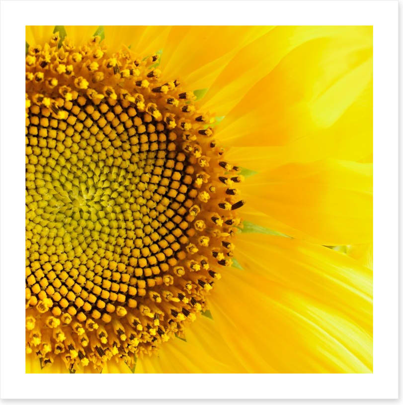 Sunflower love
