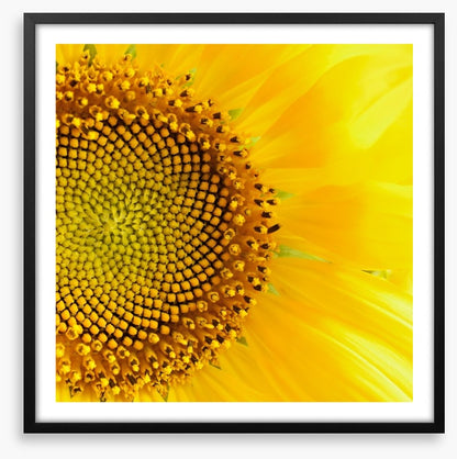 Sunflower love