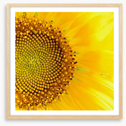 Sunflower love