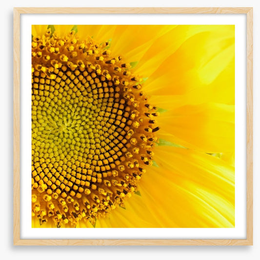 Sunflower love