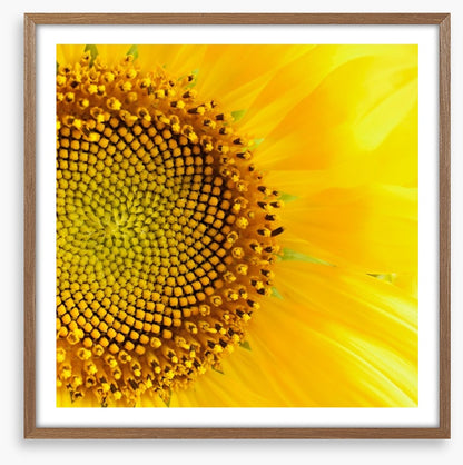 Sunflower love