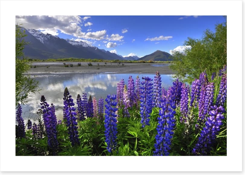 Lupines on the shore