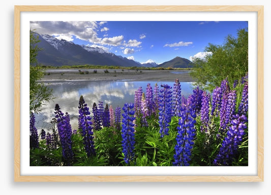 Lupines on the shore