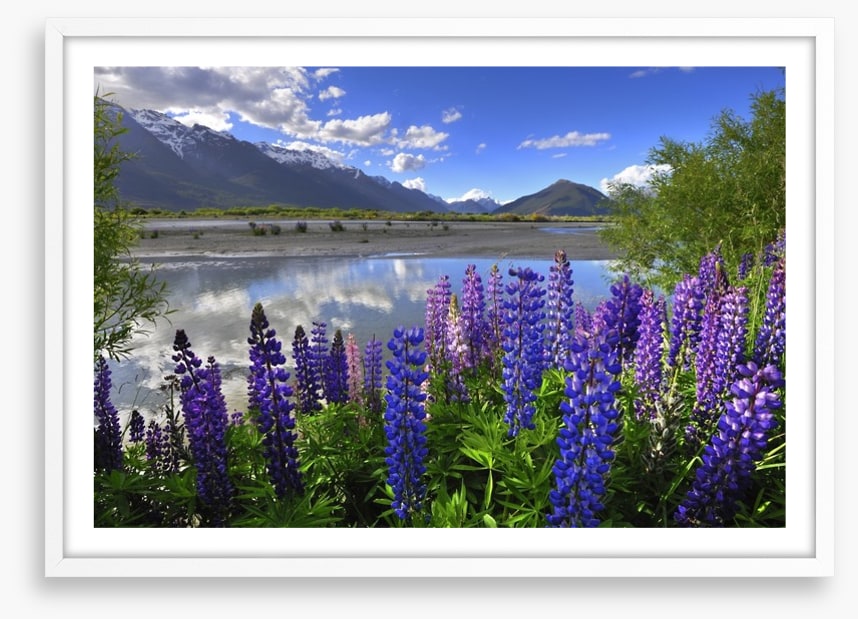 Lupines on the shore