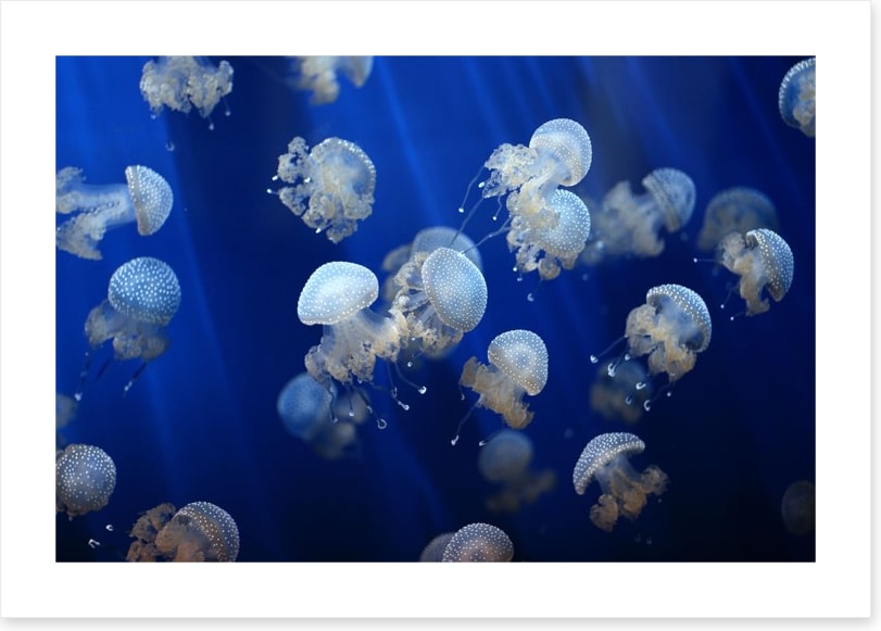 Floating jellyfish