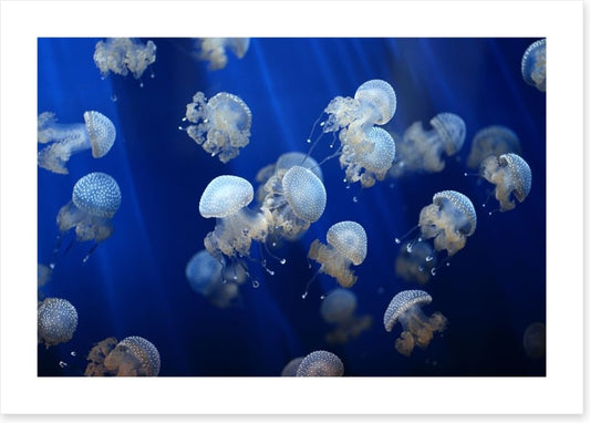 Floating jellyfish