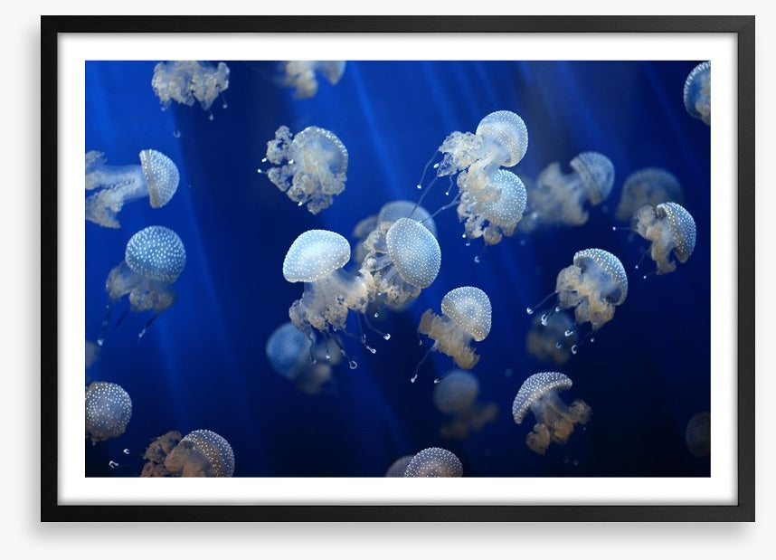 Floating jellyfish