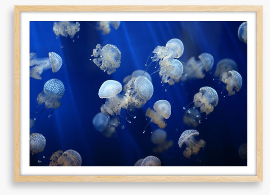 Floating jellyfish