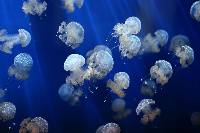 Floating jellyfish