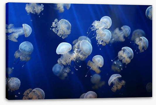Floating jellyfish