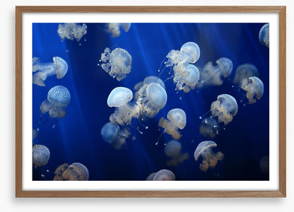 Floating jellyfish