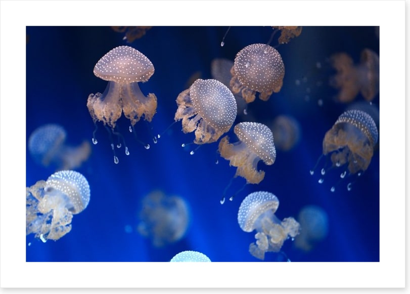Diving jellyfish