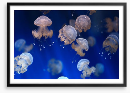 Diving jellyfish