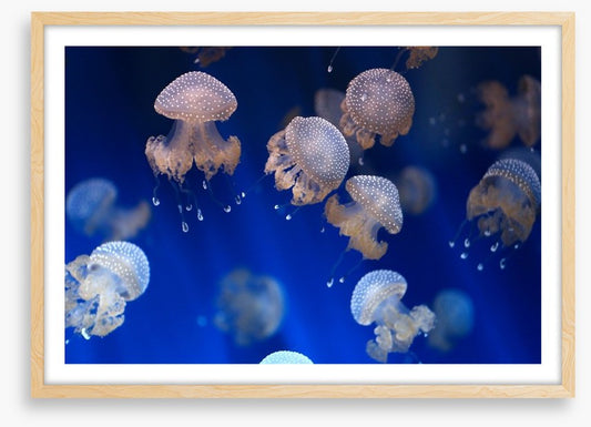 Diving jellyfish