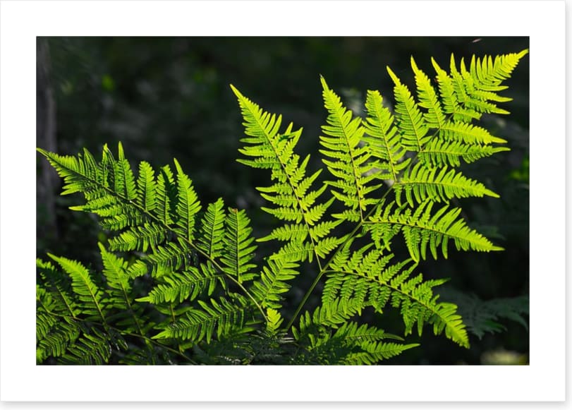 Leaves