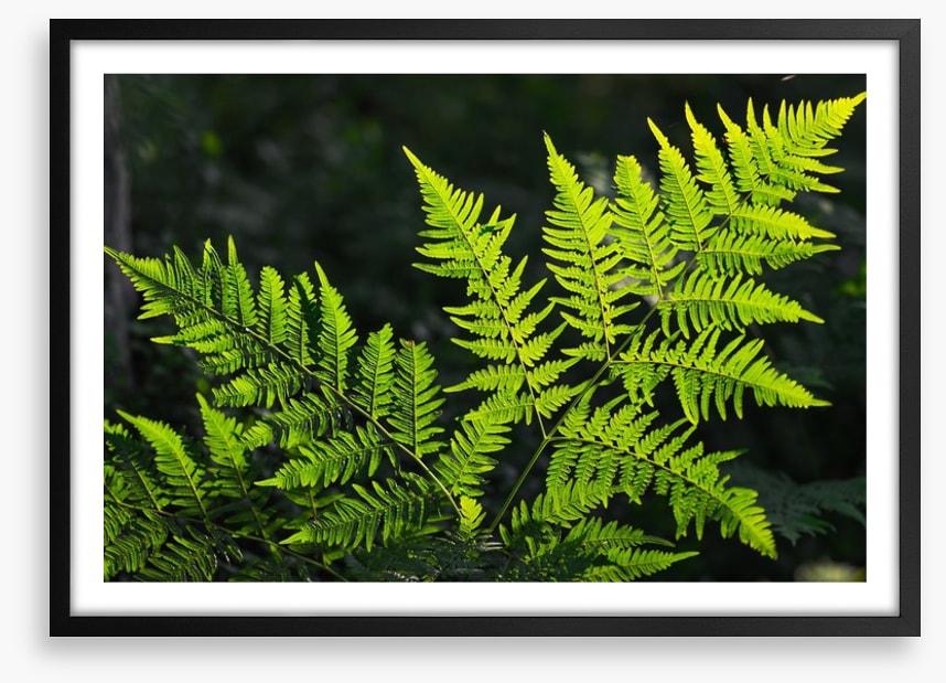 Leaves