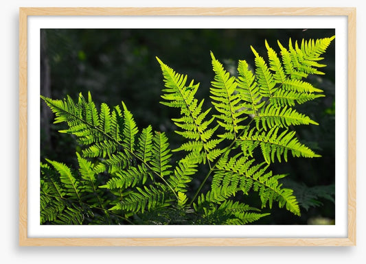 Leaves