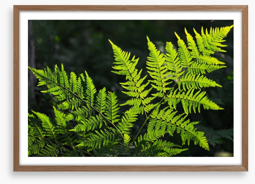 Leaves