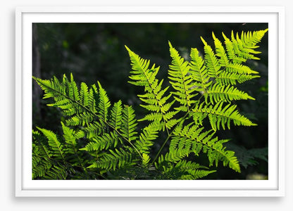 Leaves