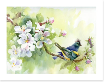 Birds of spring