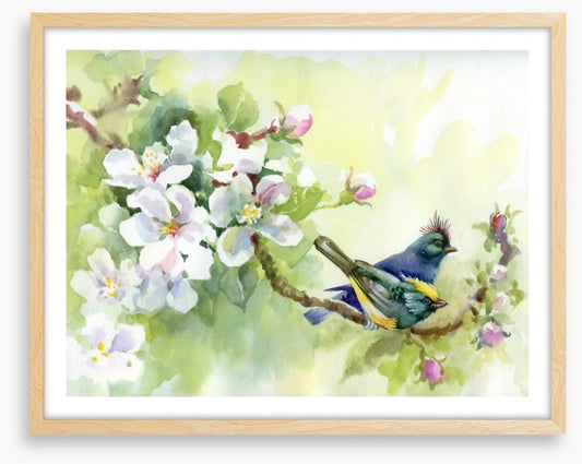 Birds of spring
