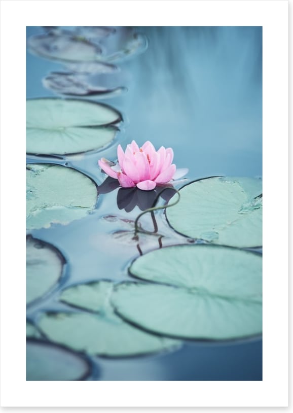 Lonesome lily