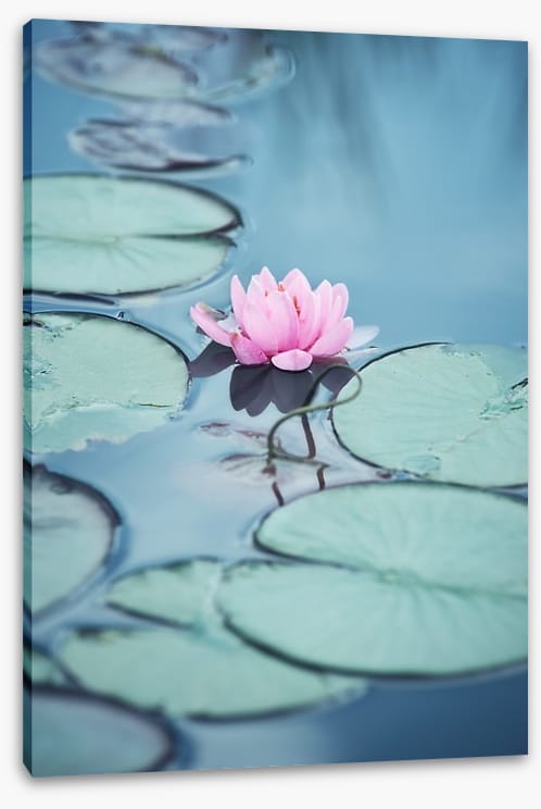 Lonesome lily