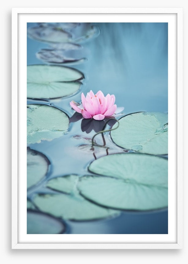 Lonesome lily