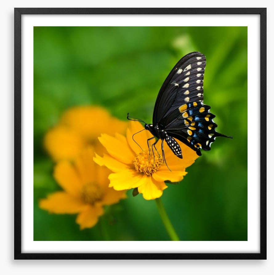 Butterflies