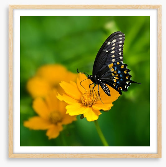 Butterflies