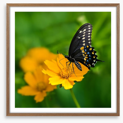 Butterflies