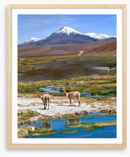 Atacama vicuñas