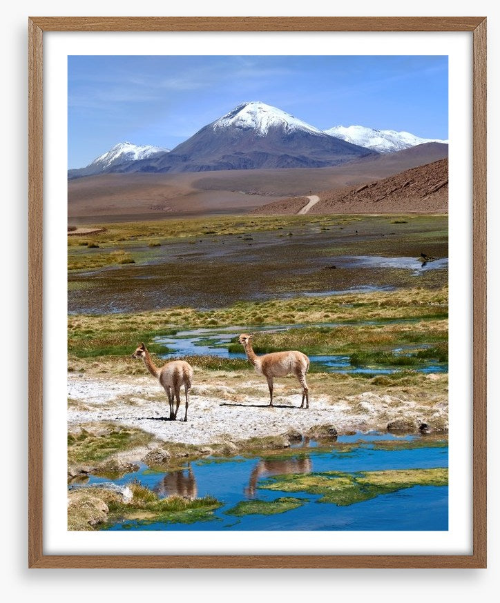 Atacama vicuñas