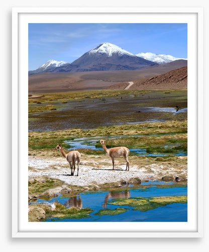Atacama vicuñas